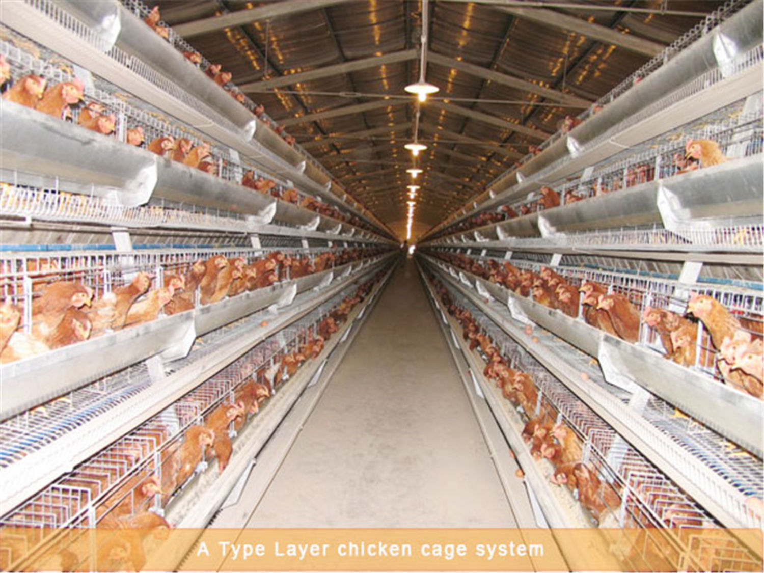 Advantages Of Different Types Of Battery Cages Large scale Poultry 